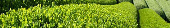 Shincha Japanese Green Tea Shincha Japanese Green Tea