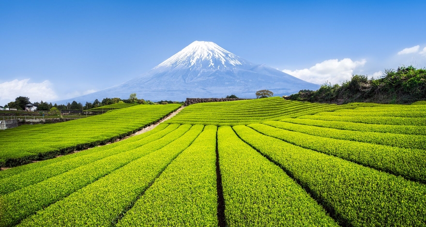 Japanese Tea Farm :: Authentic Japanese Green Teas